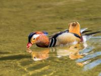 Mandarinente Männchen